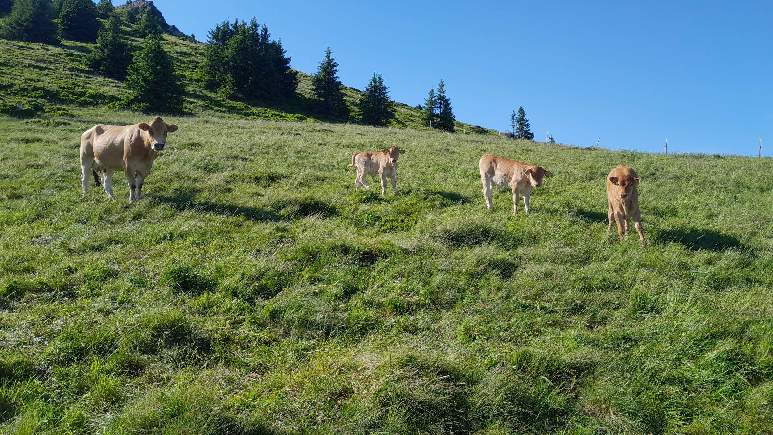 Kälber auf der Alm