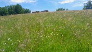 Artenreiche WIese