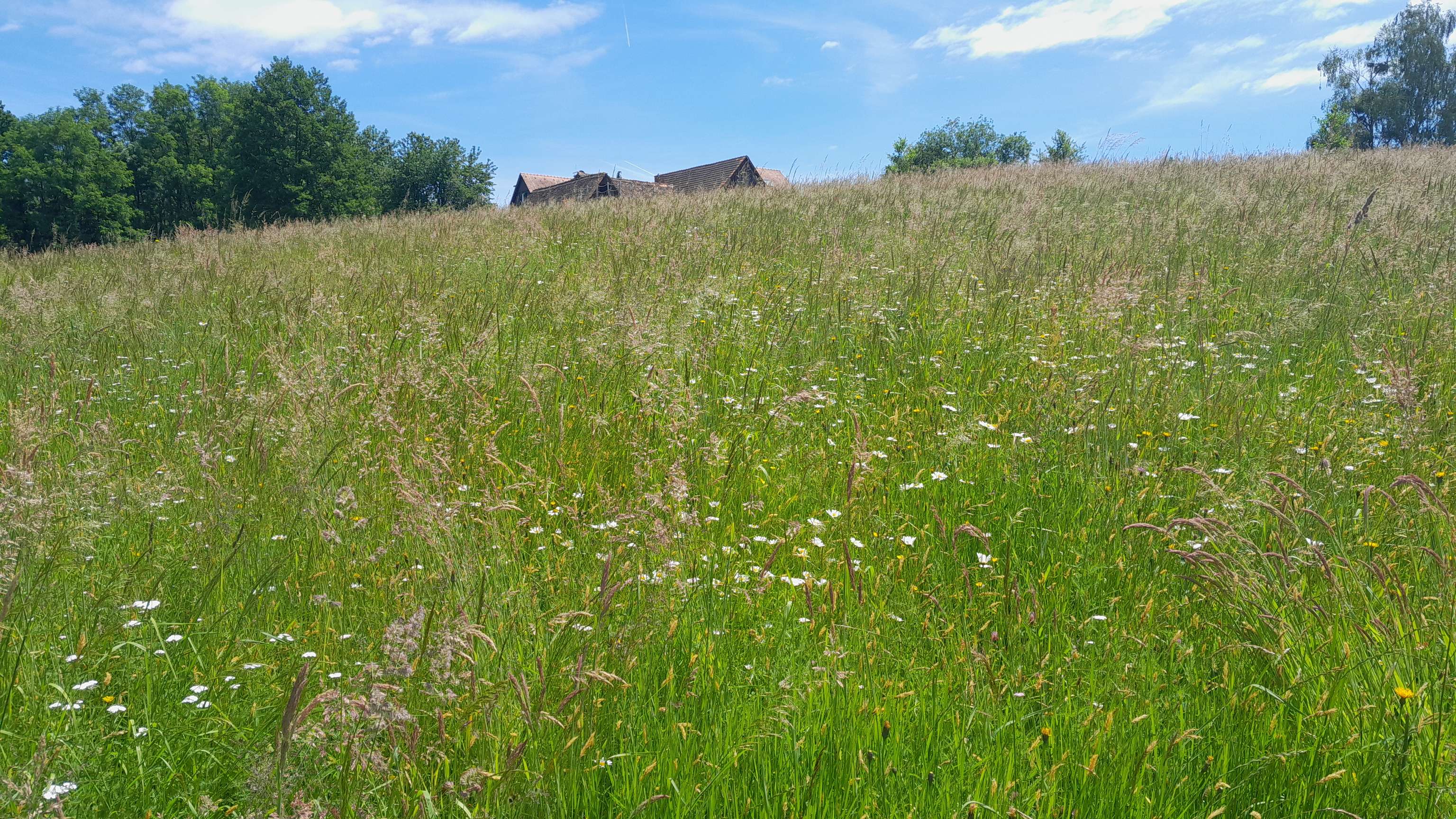 Artenreiche WIese