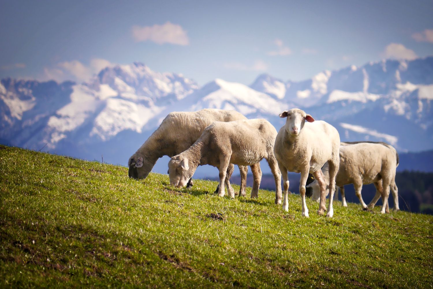 Sheep 2992659