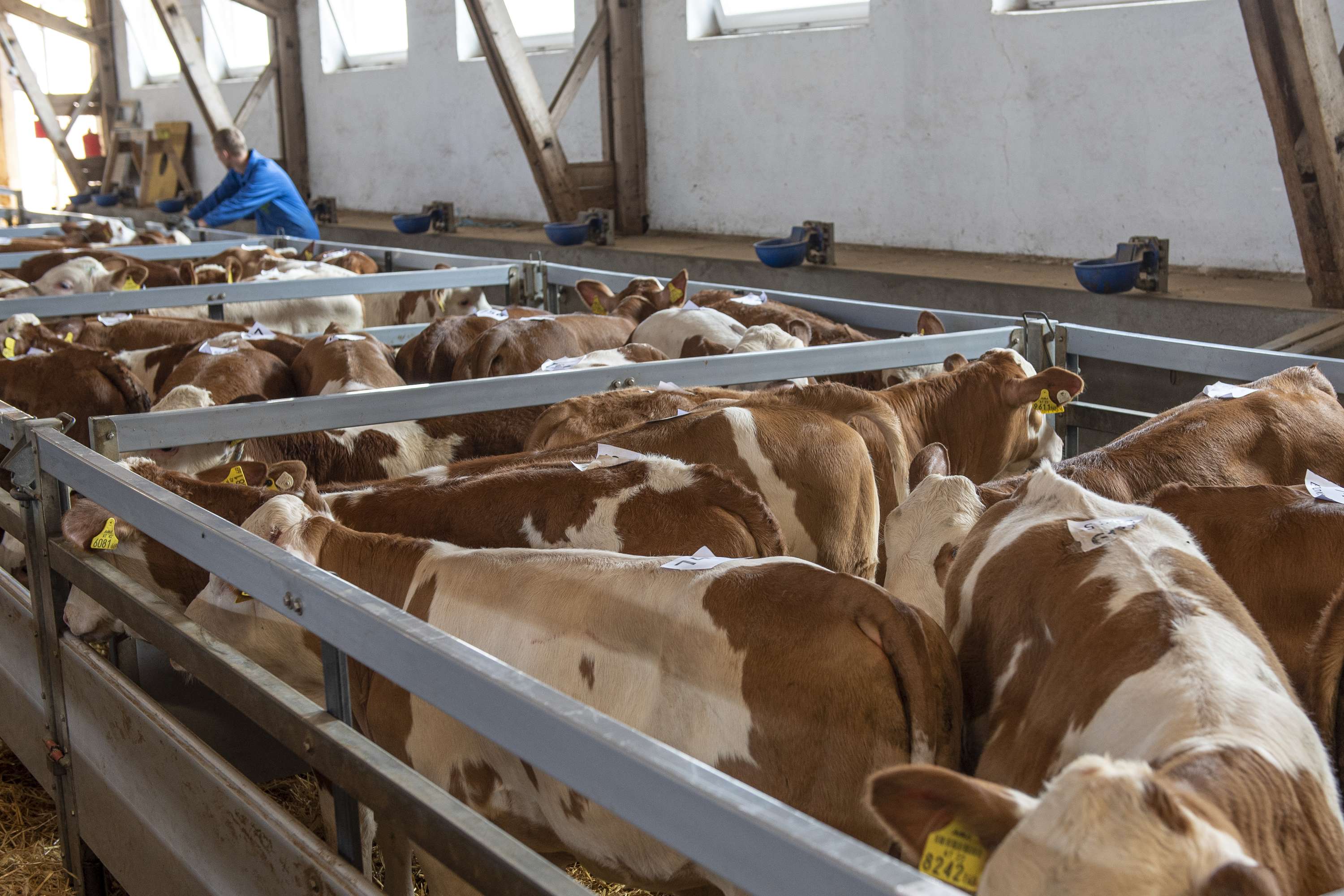 Zuchtkälber bei der Versteigerung