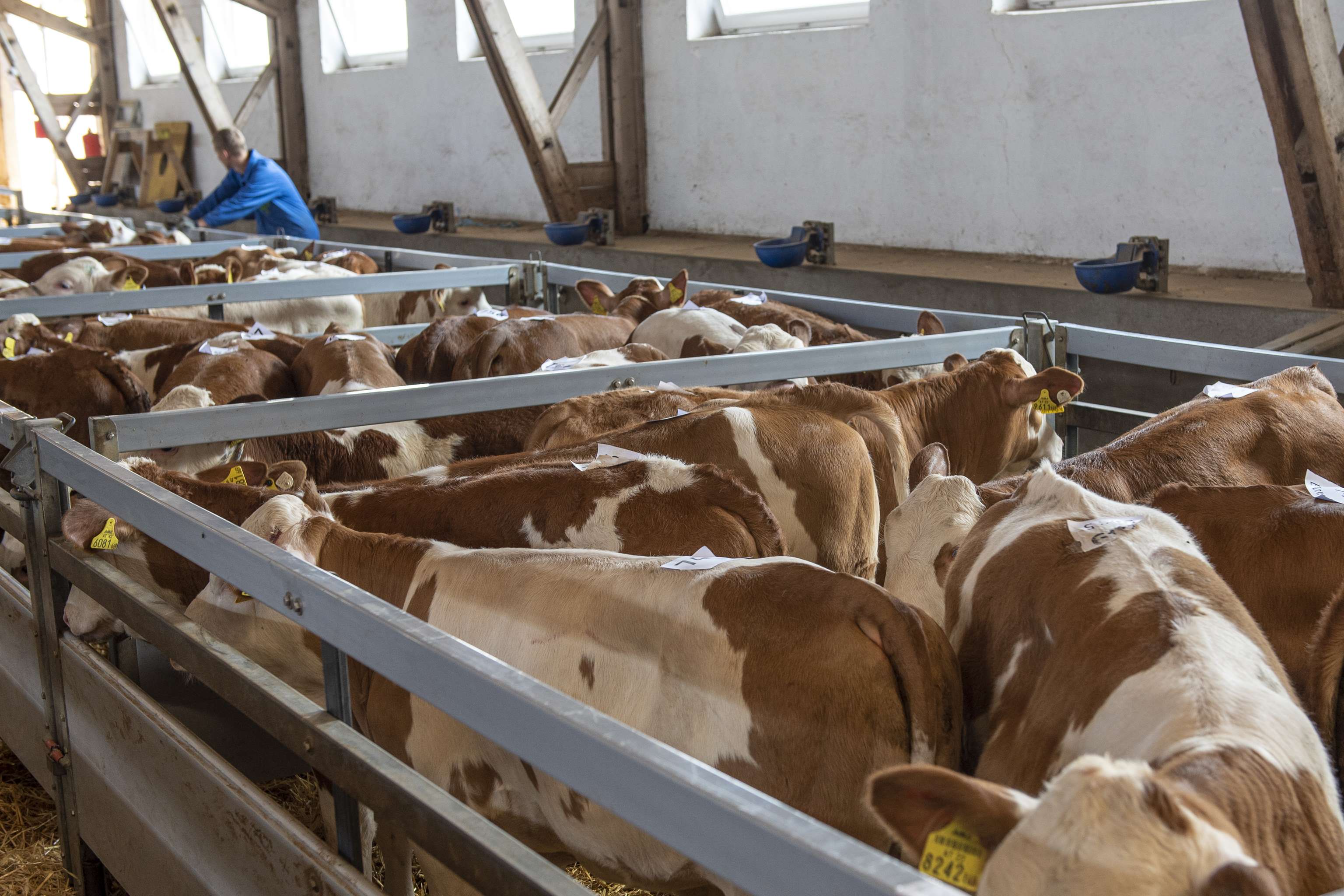 Zuchtkälber bei der Versteigerung