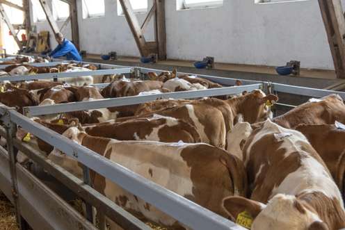 Zuchtkälber bei der Versteigerung