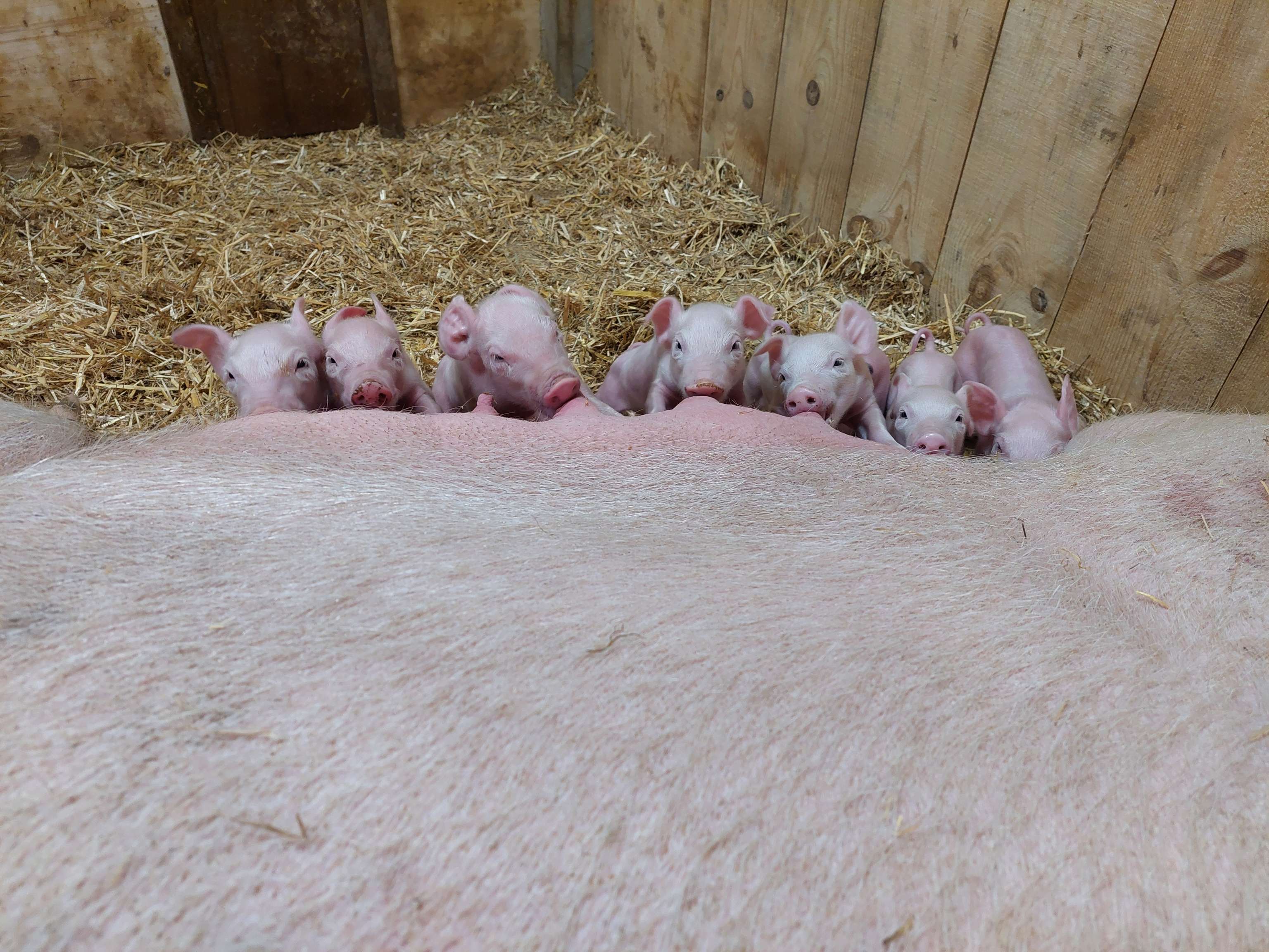Strohschweine
