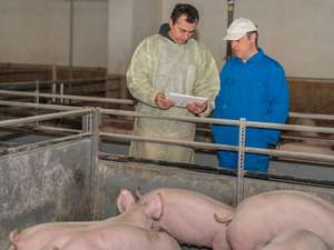 Zwei Männer in einem Schweinestall