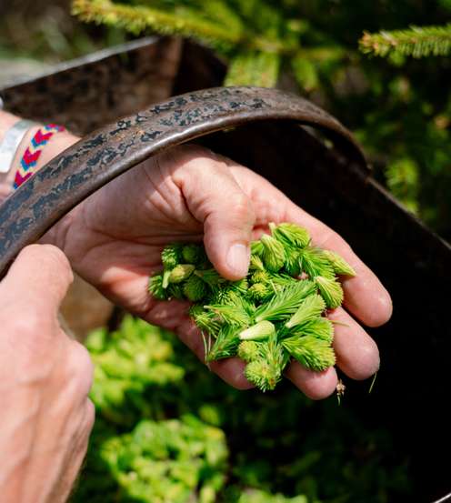 Ernte der Waldbier-Zutaten: Fichtenwipferl
