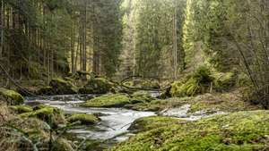 Kampwald