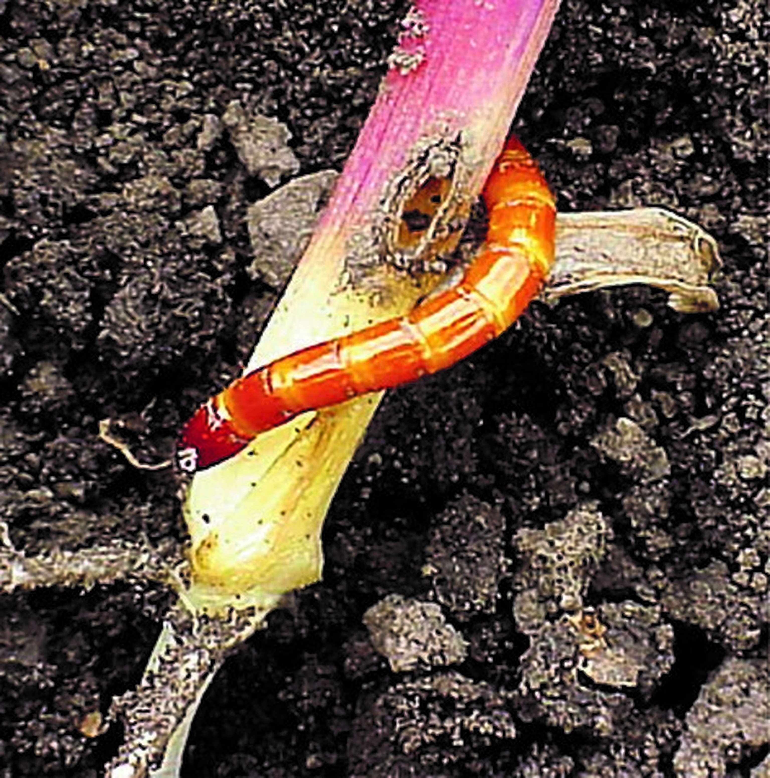 Lumiposa schützt die Pflanze und sichert das volle Ertragspotenzial.