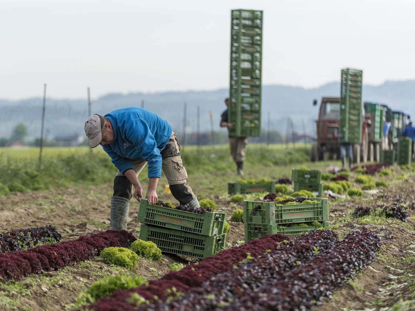 Landarbeiter erntet Salat auf einem Feld und legt ihn in grüne Kunststoffkisten, im Hintergrund Traktor und weitere Helfer.
