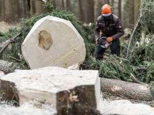 Eine Fichte wird gefällt.