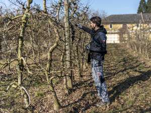 Obstbaumschnitt 37 ID89907