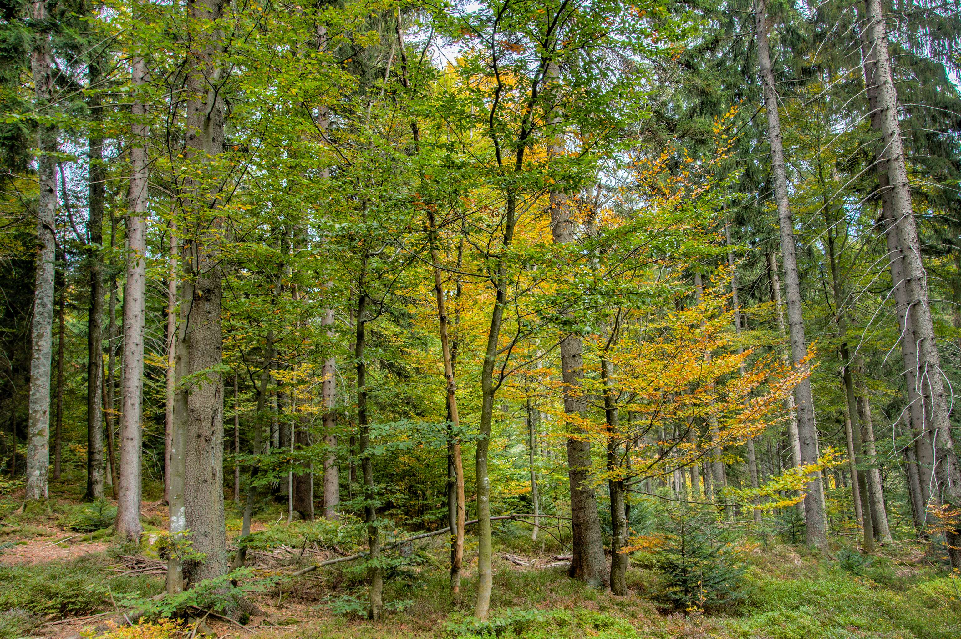Mischwald