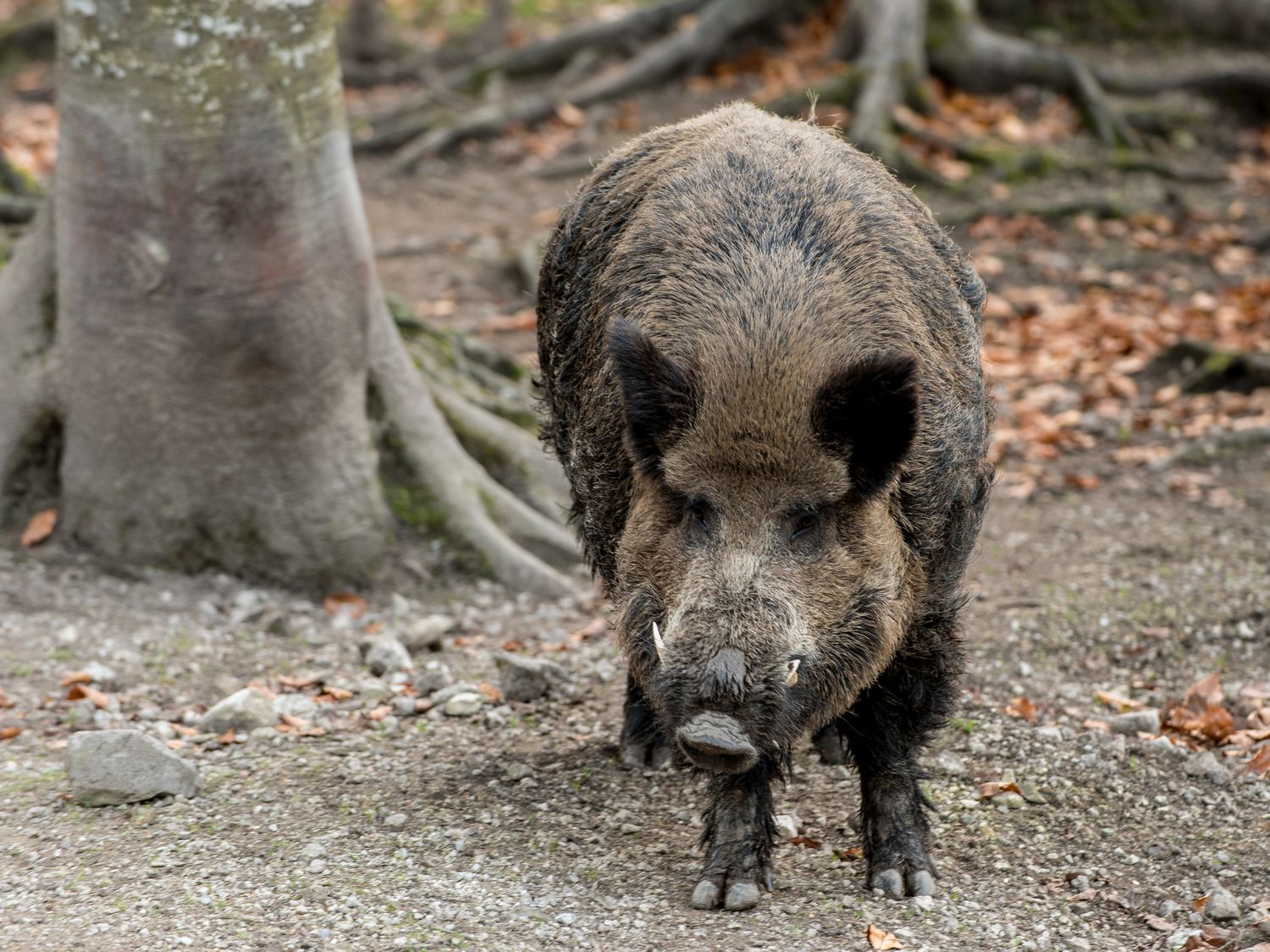 Wildschweine 25 ID76741