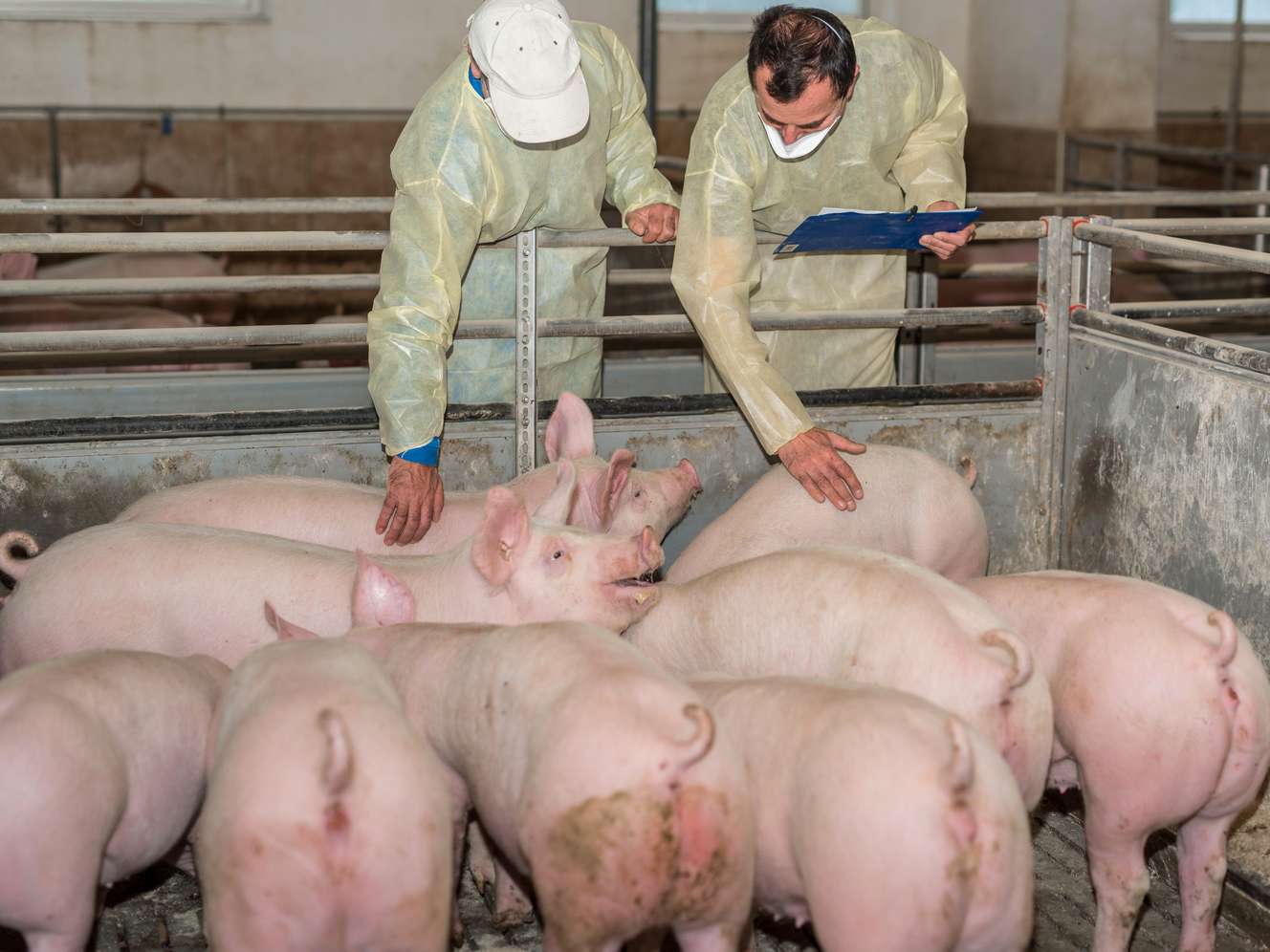 Bauer und Tierarzt im Schweinestall