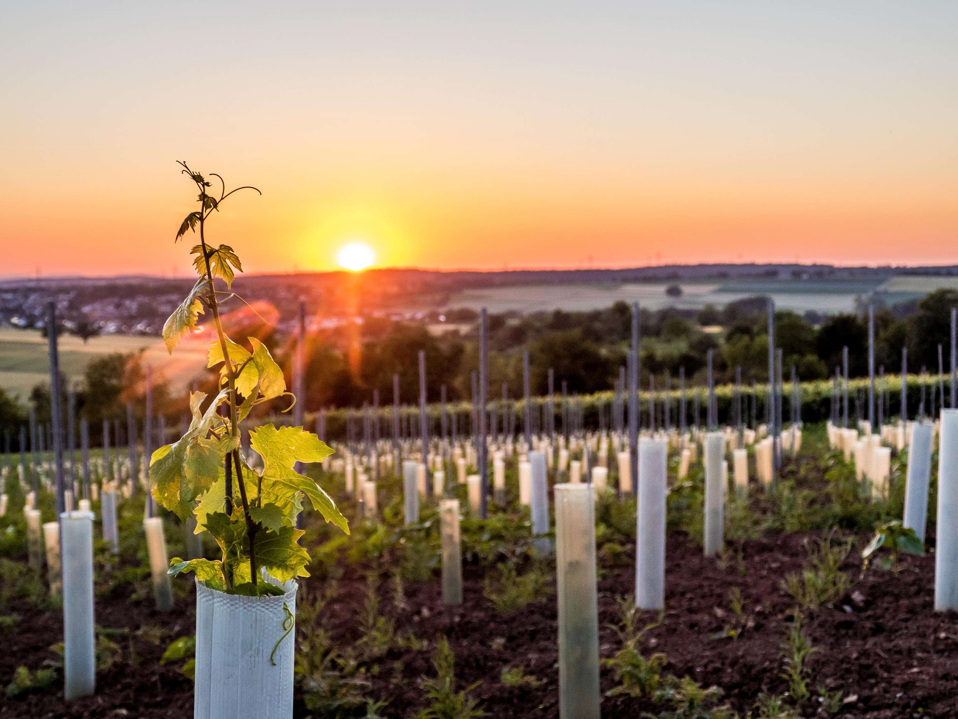 Young vine plant in protective tube, with sunset over a vineyard landscape in the background.