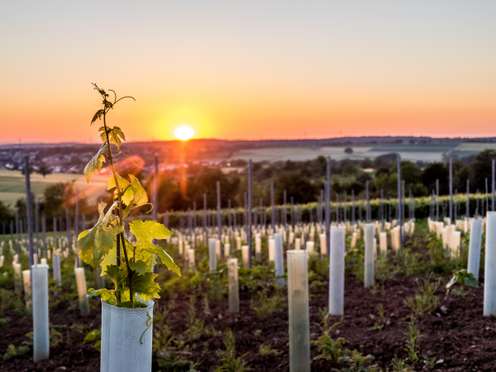 Young vine plant in protective tube, with sunset over a vineyard landscape in the background.