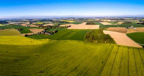 Rapsbluete_im_Voralpenland