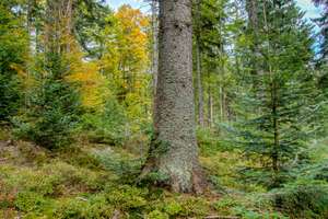 Mischwald