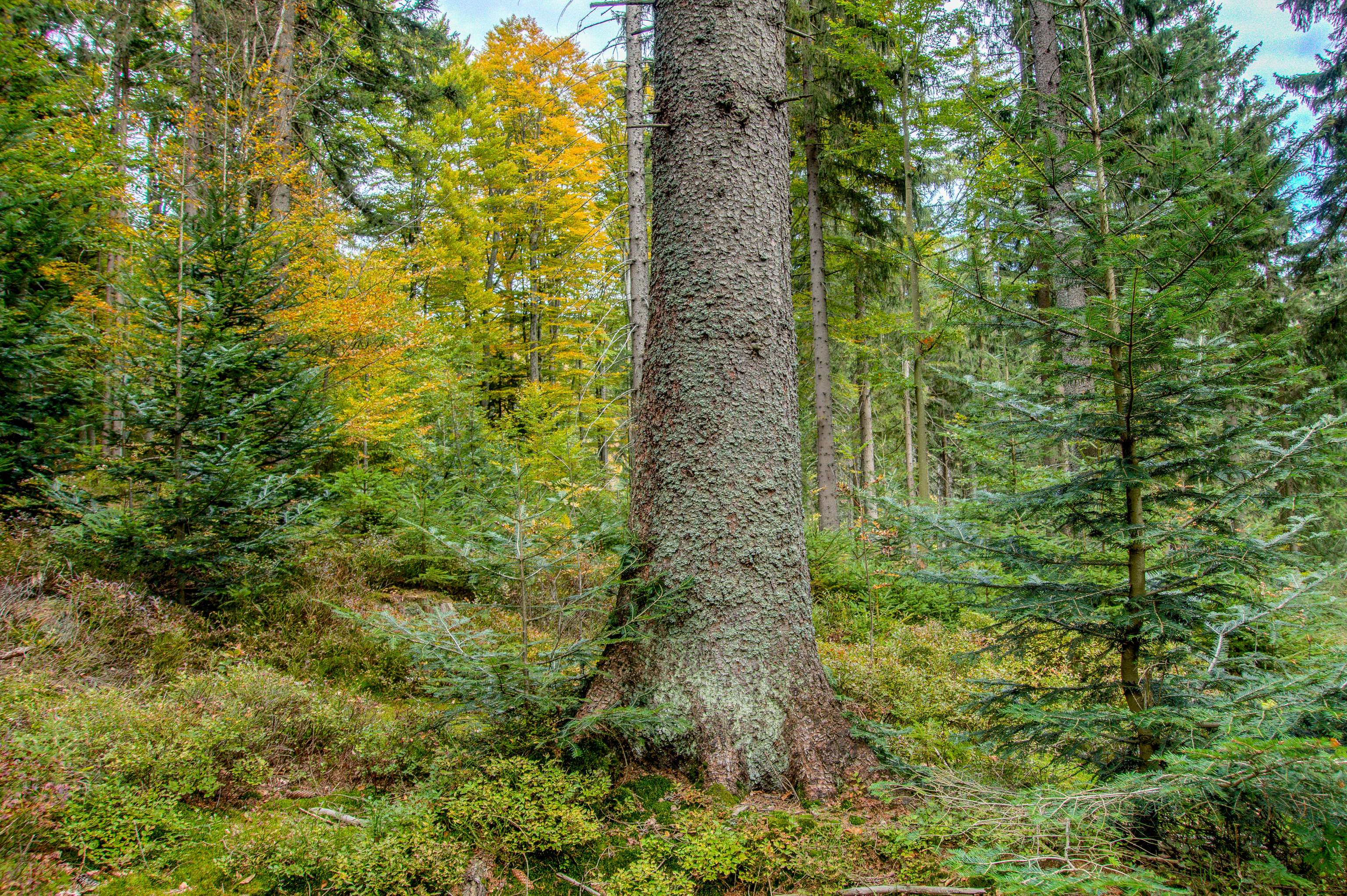 Mischwald