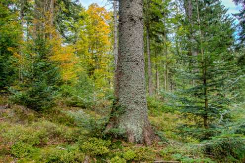 Mischwald