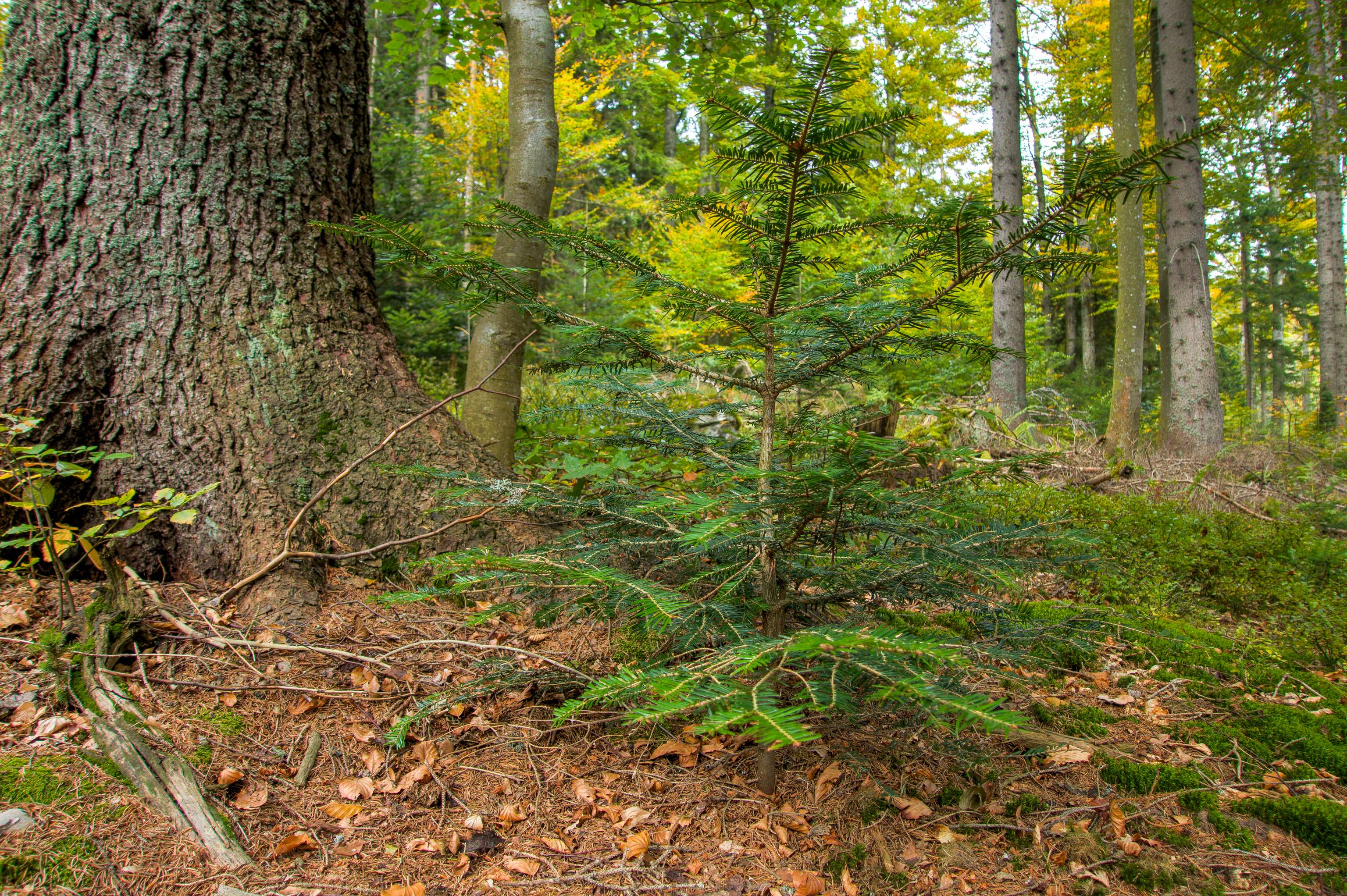 Mischwald