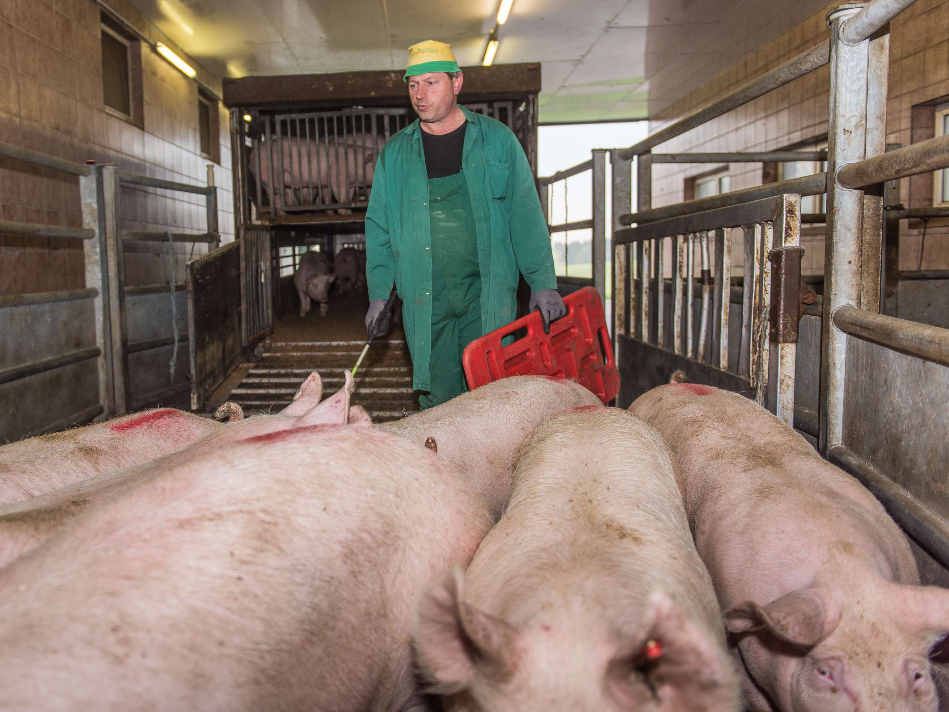 Ein Mitarbeiter am Schlachthof treibt Schweine vom LKW.