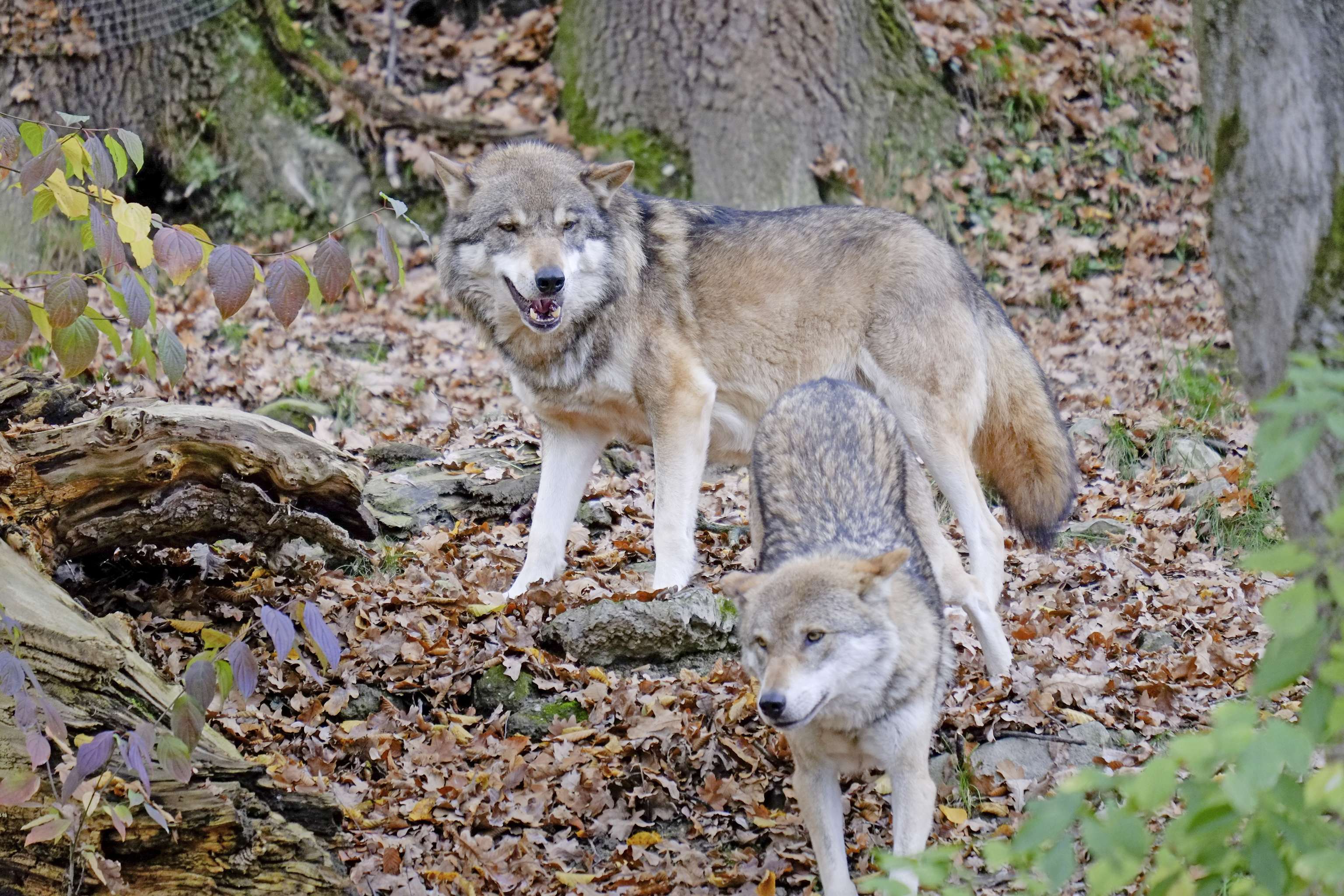 Zwei Wölfe