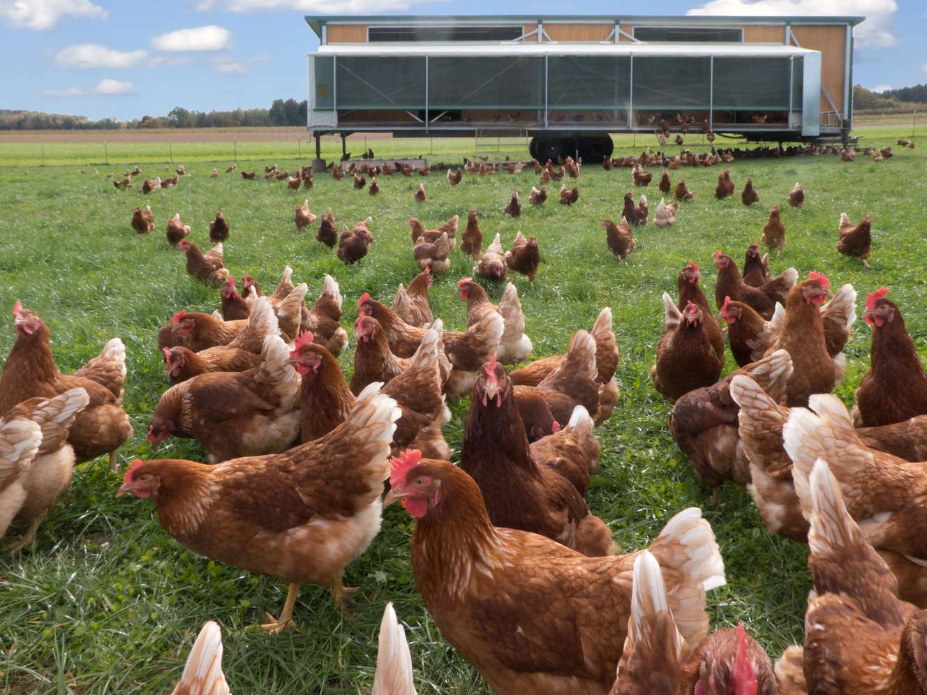 Hühner vor Mobilstall