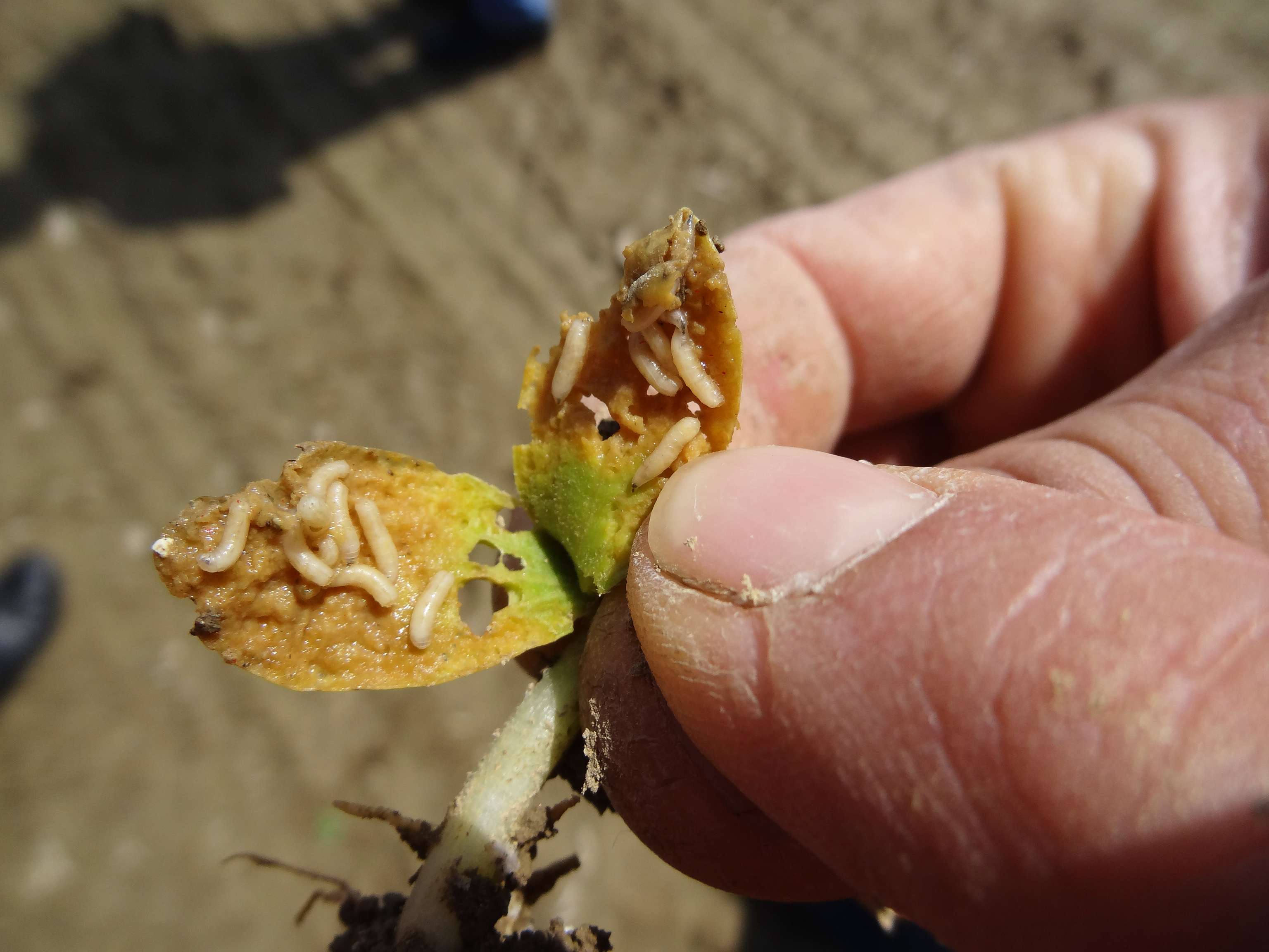 Larven der Saatenfliege