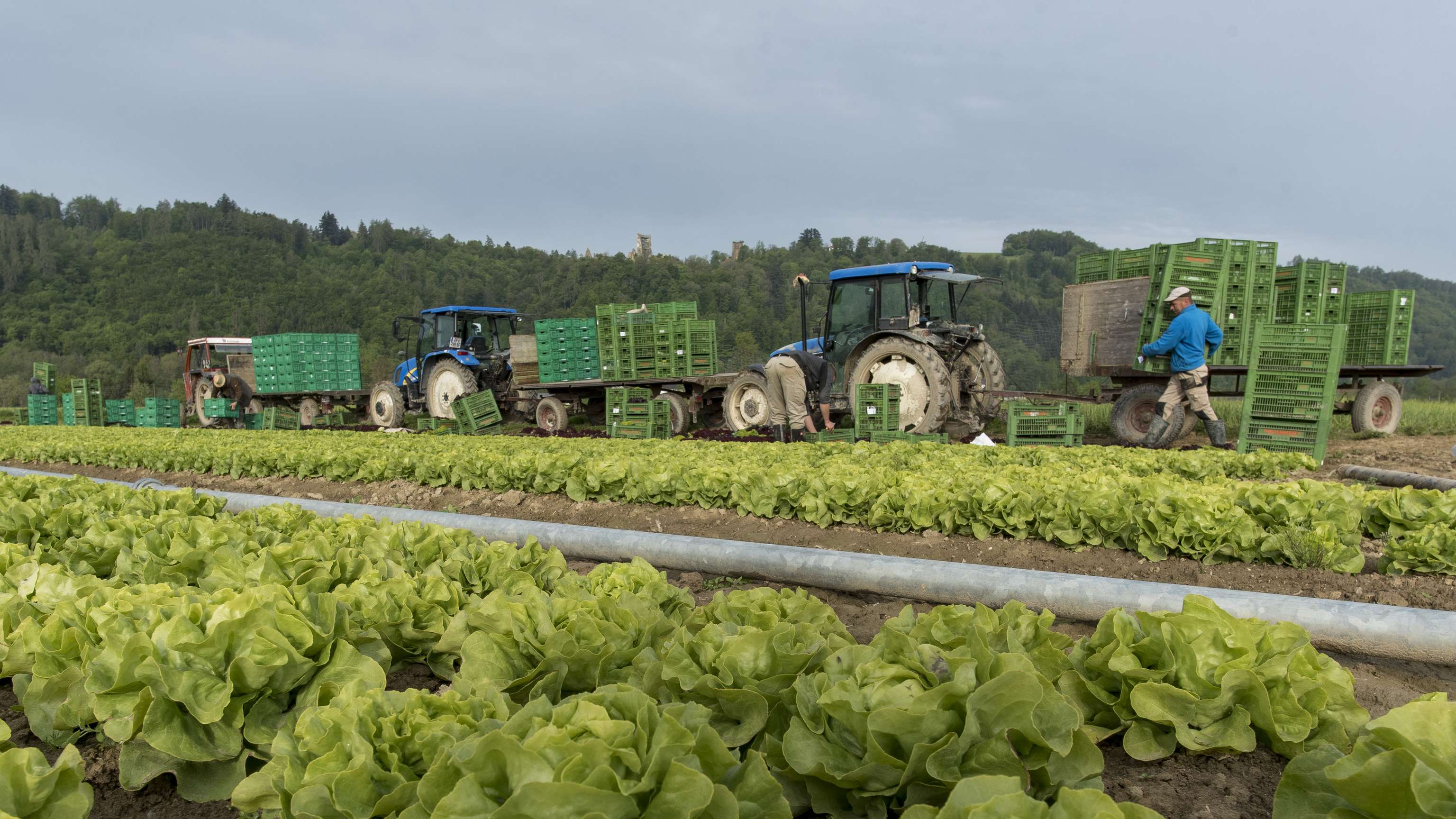 Landarbeiter ernten Salat auf einem Feld mit zwei blauen Traktoren und grünen Kisten, im Hintergrund bewaldete Hügel.