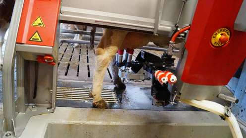 Melkroboter im Einsatz