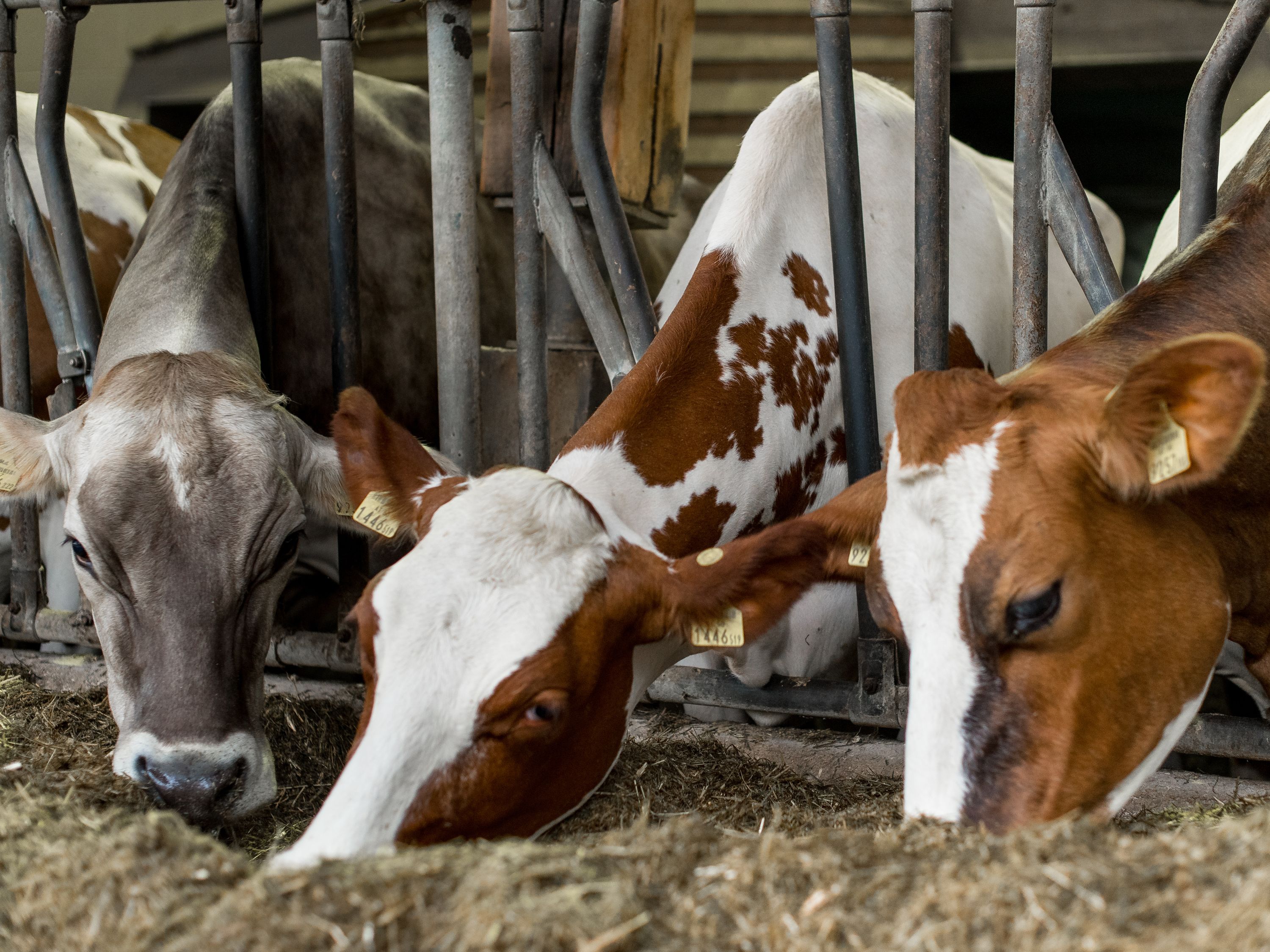 Braunvieh Holstein Milchvieh 12 ID73071