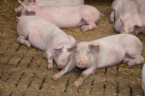 Schweine im Stall