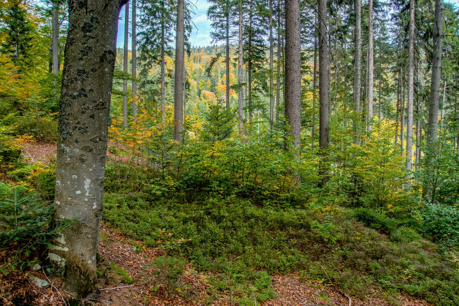 Mischwald