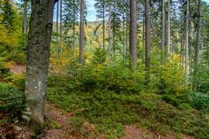 Mischwald