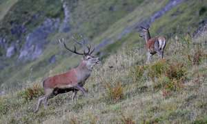 Stag and hind on grassy hillside, with the stag displaying large antlers, set in a mountainous backdrop.