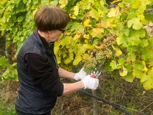 Weinlese in der Wachau