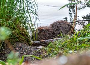 Biber im Fluss