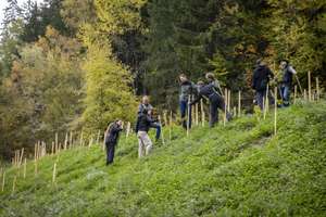 Tirol radelt Aufforstung