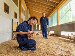 Bäuerin kniet mit Huhn in der Hand am Boden
