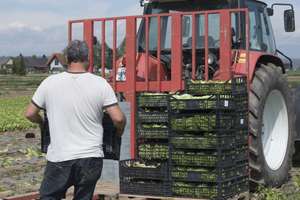 Transportlogistik Bei Salat