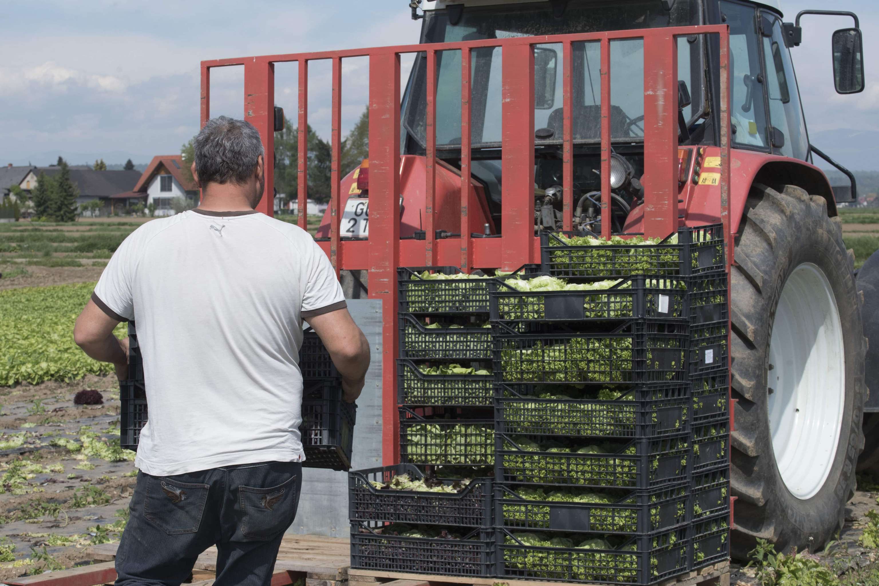Transportlogistik Bei Salat