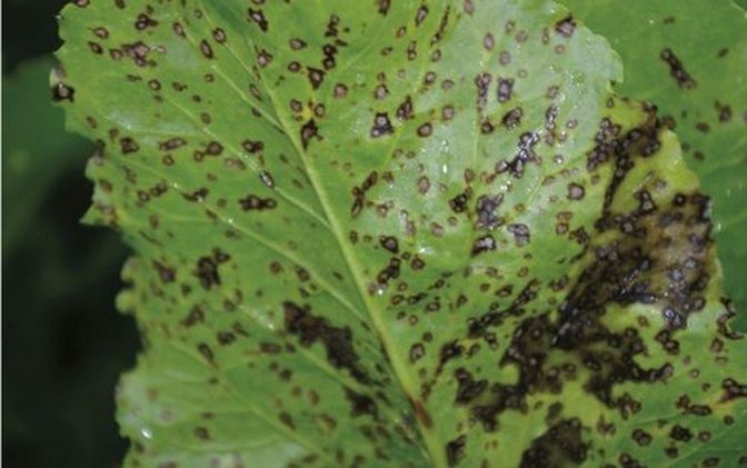 2341 W03 Cercospora BASF