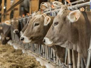 Braunvieh Holstein Milchvieh 18 ID73055