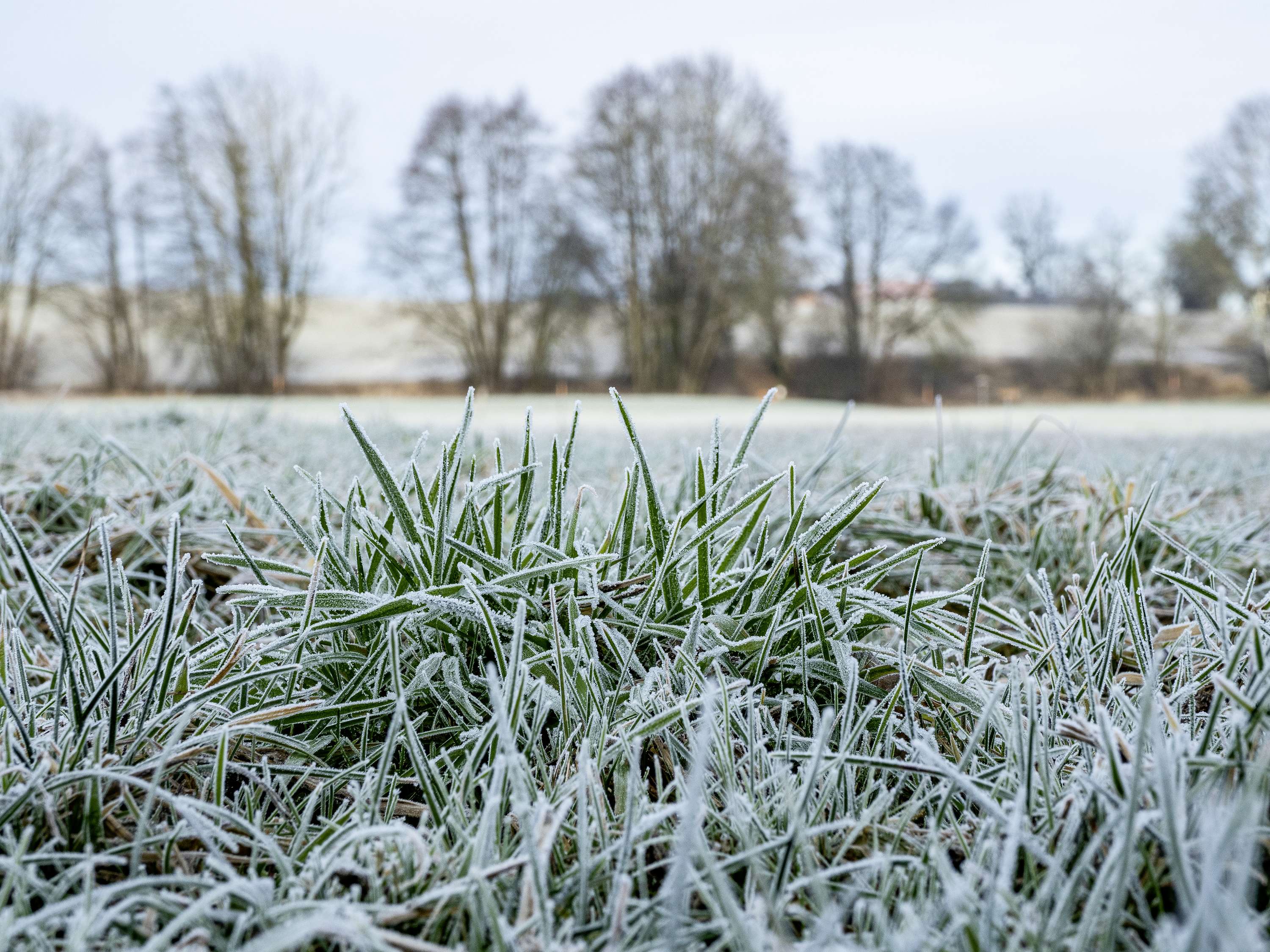 Wiese am Neujahrstag