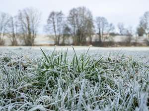 Wiese am Neujahrstag