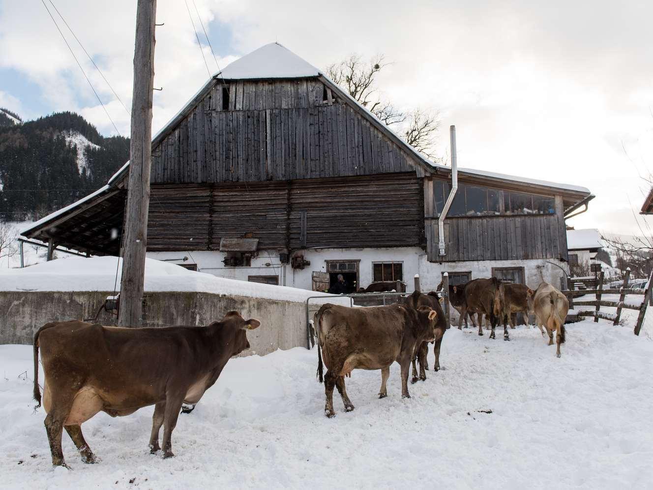 Braunviehkühe im Auslauf vor einem Stall