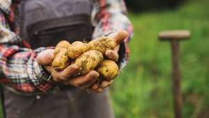 BIO AUSTRIA Kartoffeltag 2022 Web