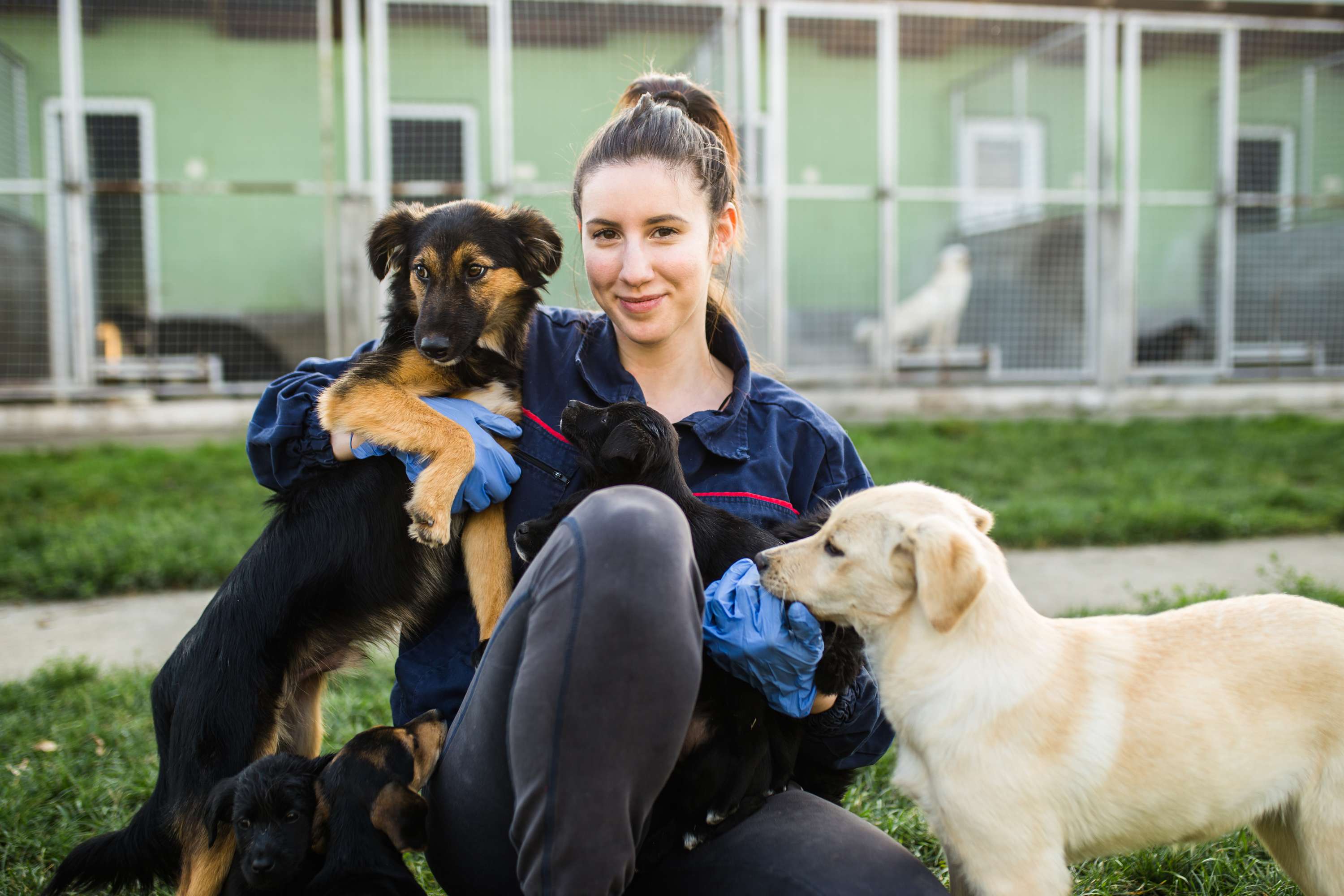 A woman in blue gloves holds several puppies, surrounded by a few more dogs, in an outdoor kennel area.