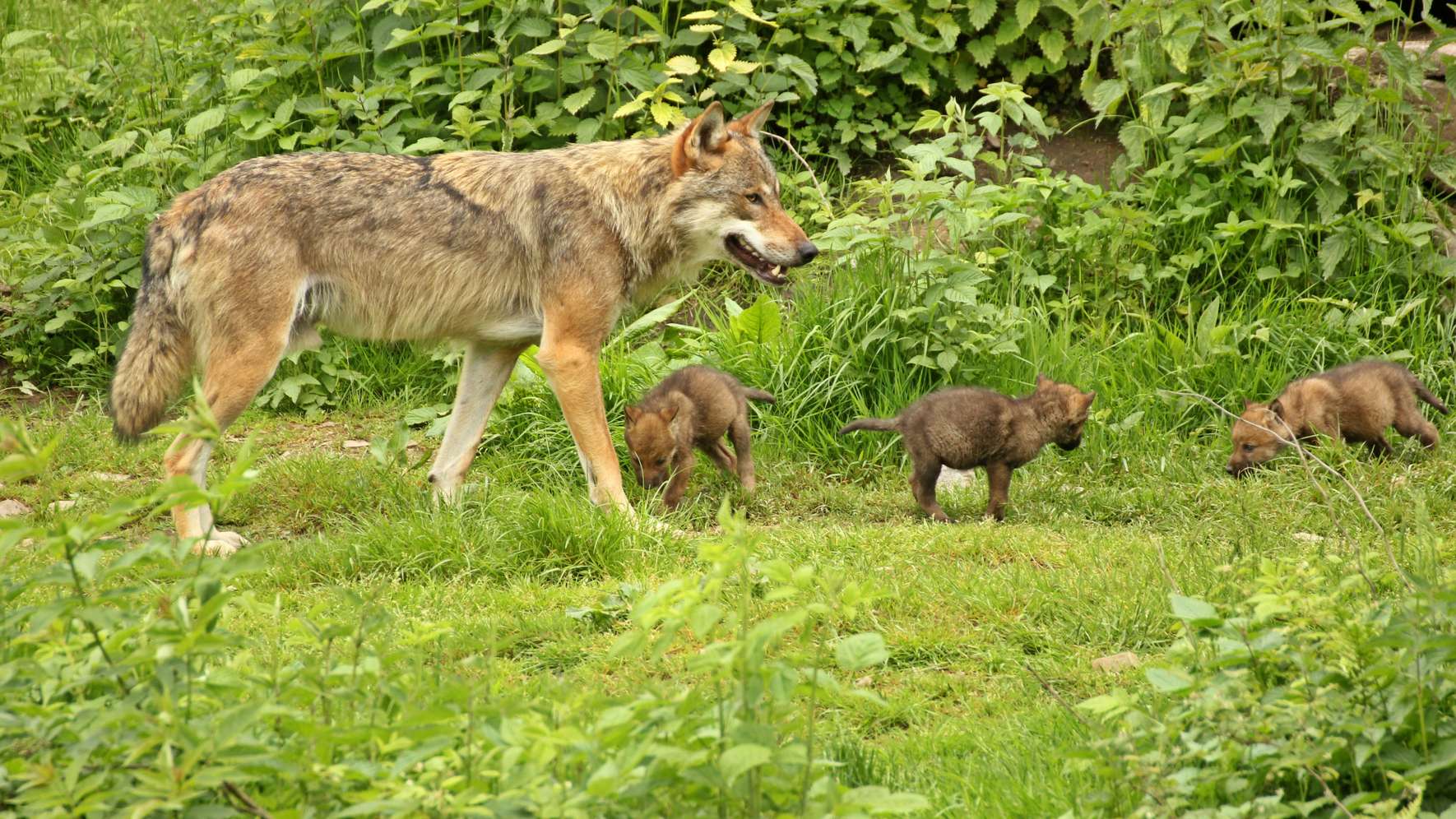 Ein erwachsener Wolf mit drei kleinen Wolfswelpen auf einer grünen Wiese inmitten üppiger Vegetation.